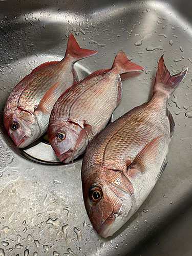 マダイの釣果