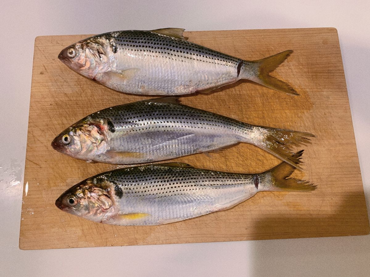 セイセイ⭐︎🐼さんの釣果 2枚目の画像