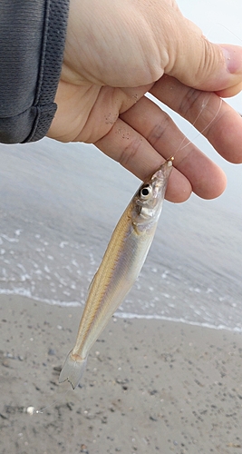 キスの釣果