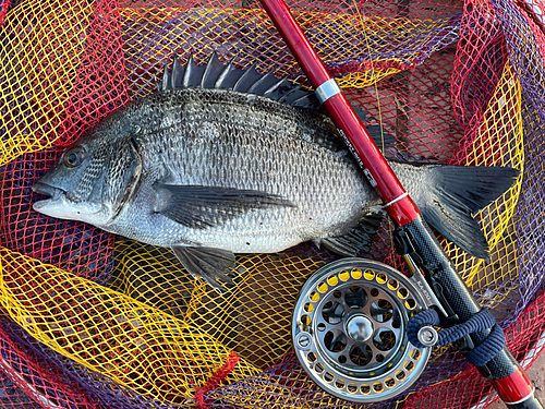 クロダイの釣果