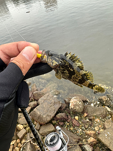 タケノコメバルの釣果