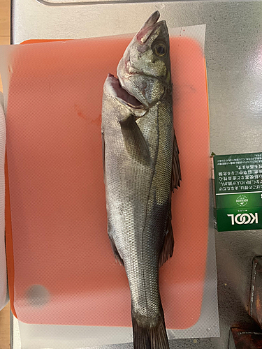 フッコ（マルスズキ）の釣果