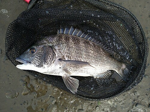 クロダイの釣果