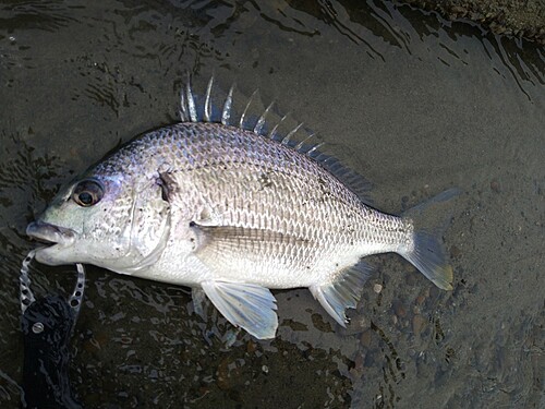 キビレの釣果