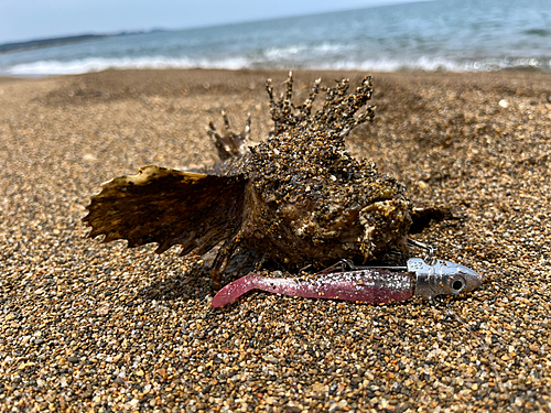 オニオコゼの釣果