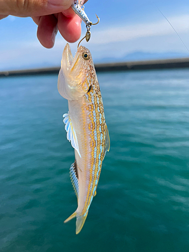 エソの釣果