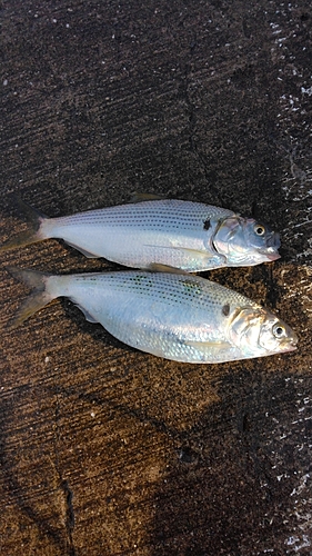 コノシロの釣果