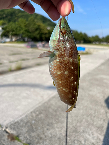 ベラの釣果