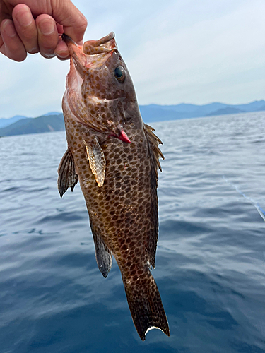 オオモンハタの釣果