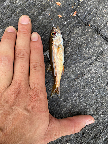 イサキの釣果