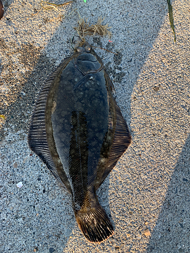 カレイの釣果