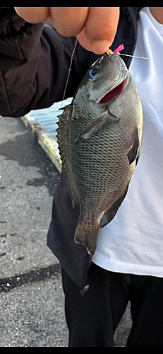 メジナの釣果