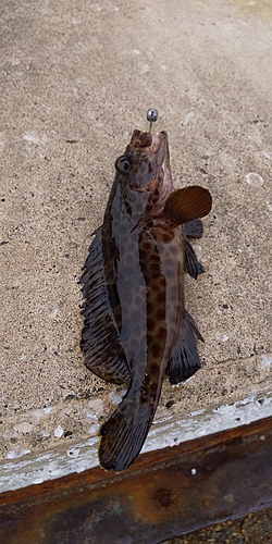 ハタの釣果