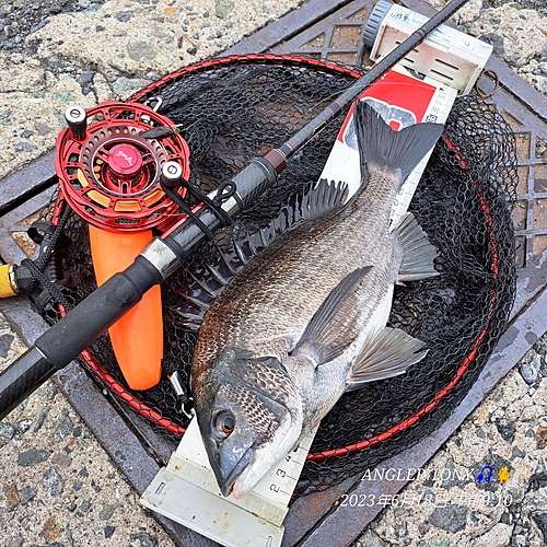 チヌの釣果