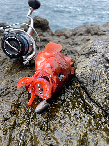 アカハタの釣果