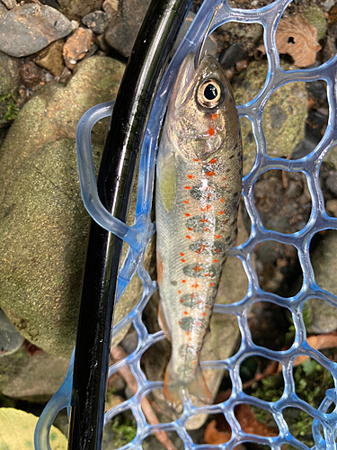 アマゴの釣果