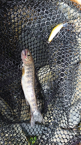 ニッコウイワナの釣果