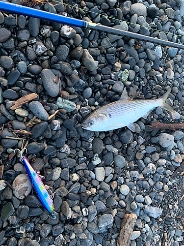 コノシロの釣果