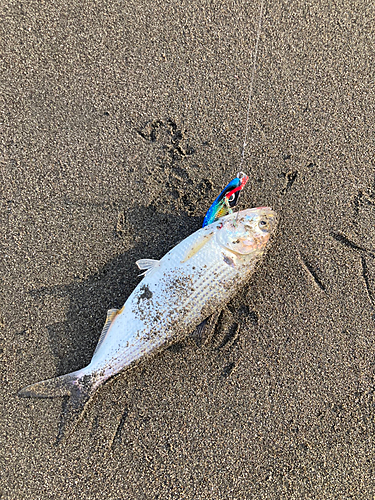 コノシロの釣果