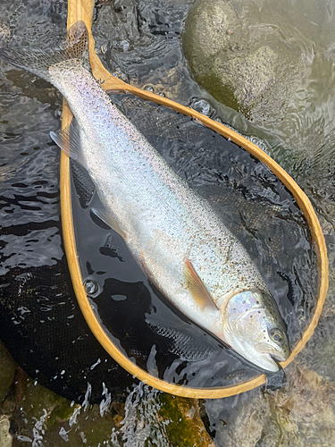 ニジマスの釣果