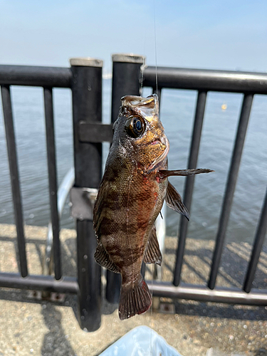 メバルの釣果