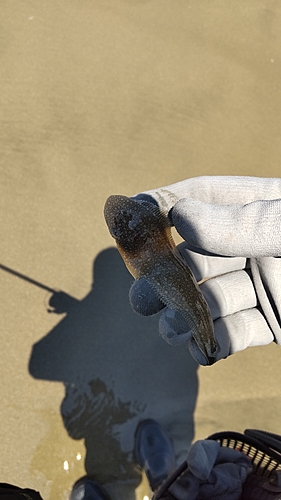 シタビラメの釣果