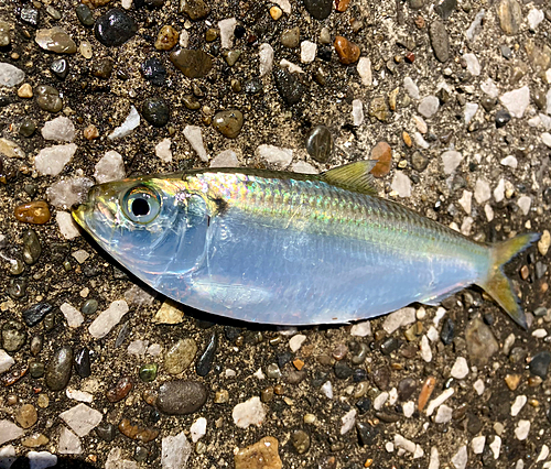 サッパの釣果