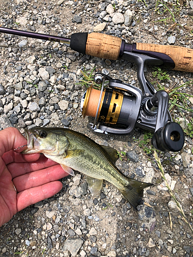 ラージマウスバスの釣果