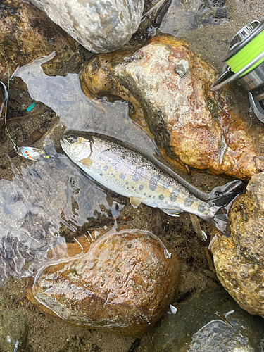 ヤマメの釣果