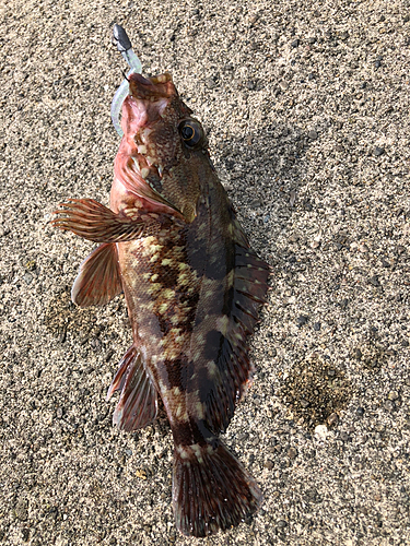 カサゴの釣果