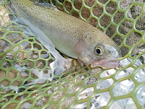 ニジマスの釣果