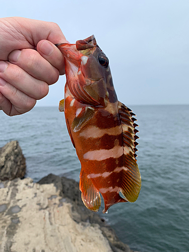 アカハタの釣果