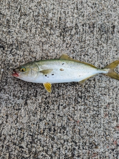 ヤズの釣果