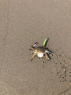 ワタリガニの釣果