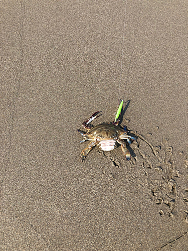 ワタリガニの釣果