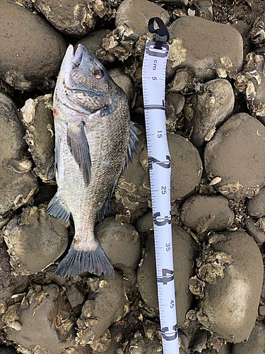 チヌの釣果