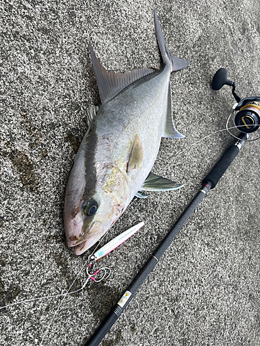 ヒレナガカンパチの釣果