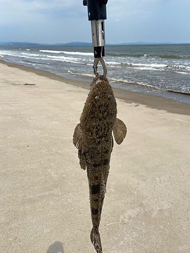 マゴチの釣果