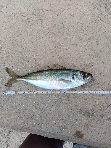 アジの釣果