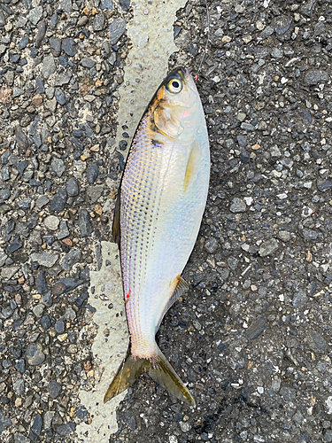 コノシロの釣果