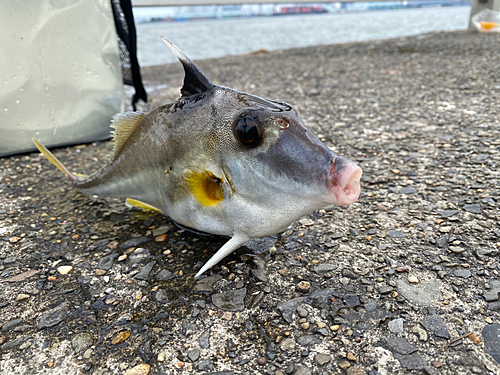 ギマの釣果