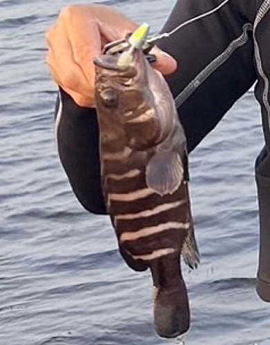 マハタの釣果