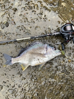 キビレの釣果