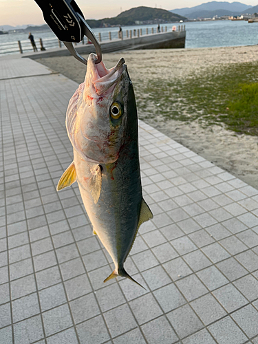 ヤズの釣果