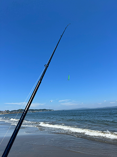 シロギスの釣果