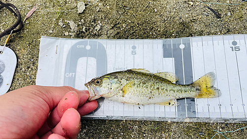 ブラックバスの釣果