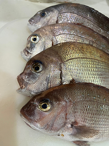 マダイの釣果