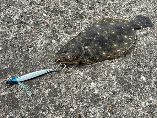 ソゲの釣果