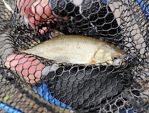 ウグイの釣果