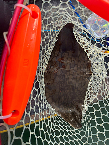 ツバクロエイの釣果